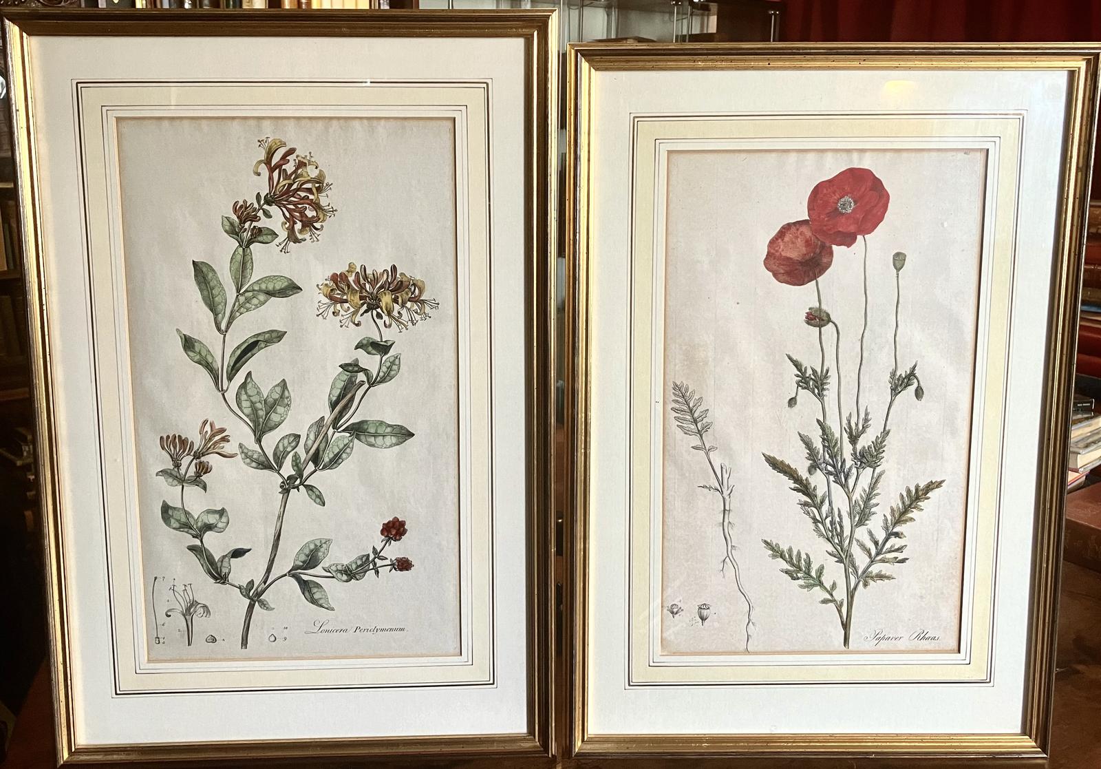 1777 Large Pair of Botanical Engravings by William Curtis from Flora of London (1 of 5)