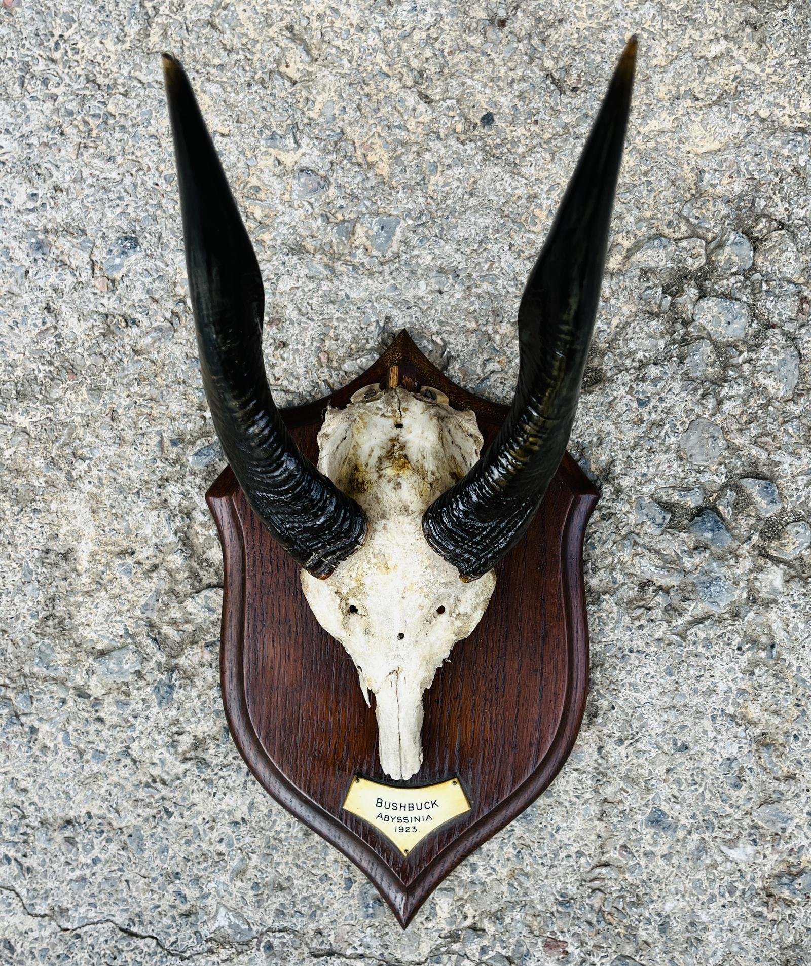 Taxidermy - main image