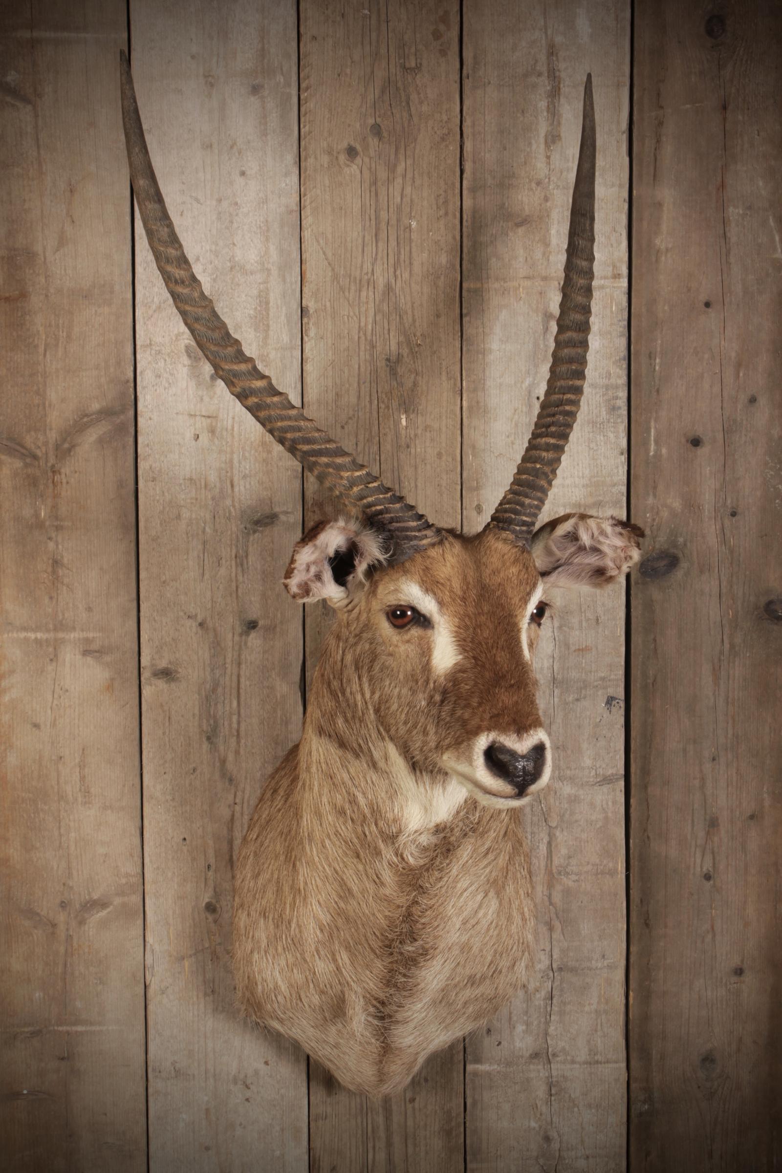 Taxidermy Waterbuck Shoulder Mount (1 of 4)