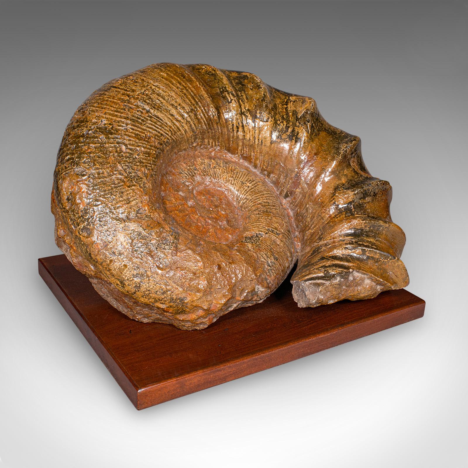 Large Ammonite Specimen, Natural History, Jurassic Fossil, Antique Presentation (1 of 12)
