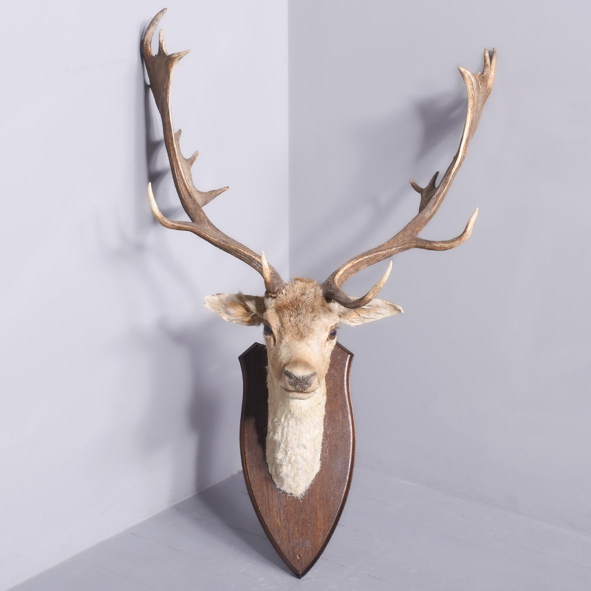 Taxidermy Head of Fallow Deer with Large, Shaped Horns Mounted on Oak Shield (1 of 7)