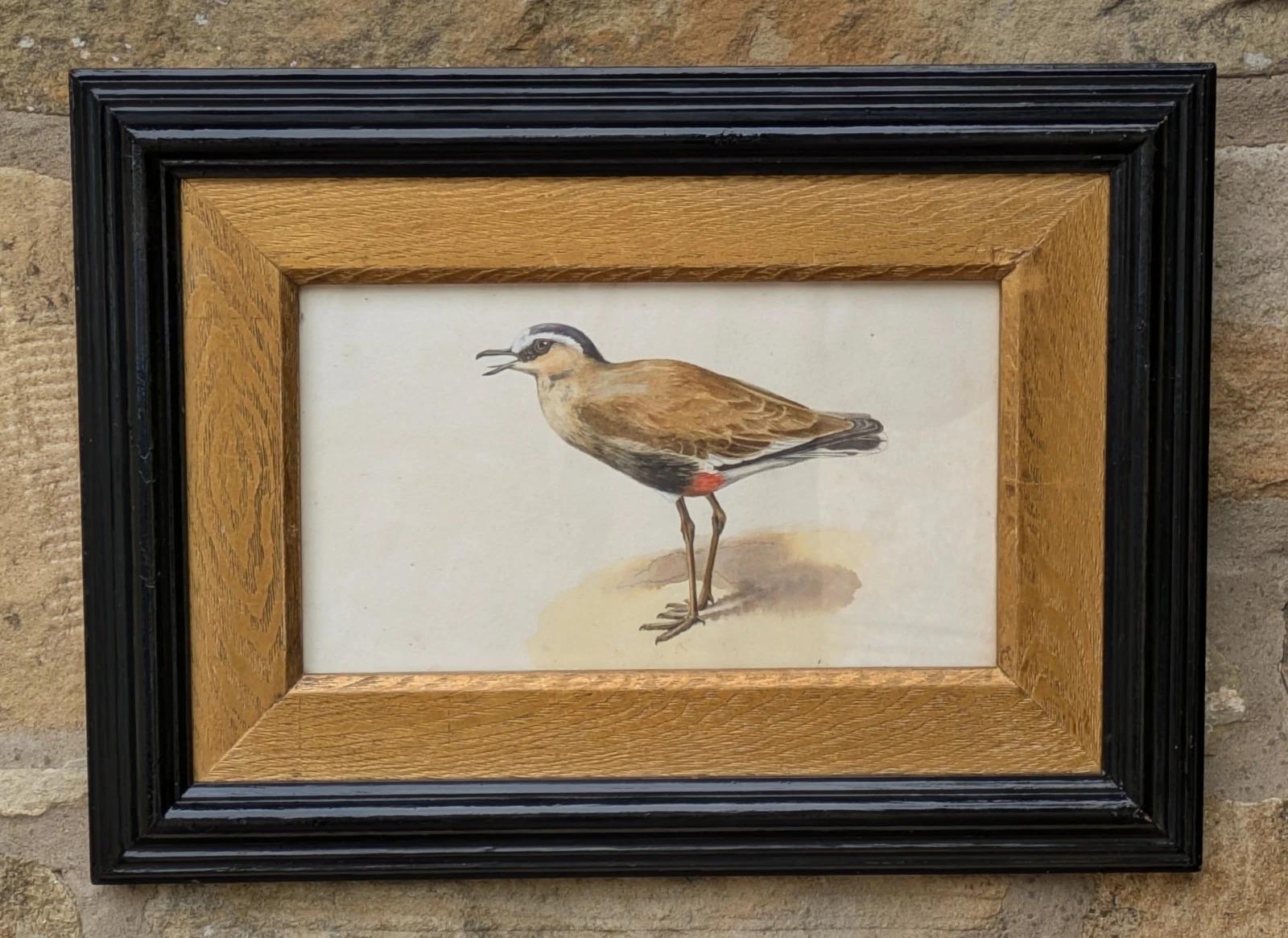 Antique Watercolour Lapwing in Ebonised Frame with Deep Giltwood Mount (1 of 7)