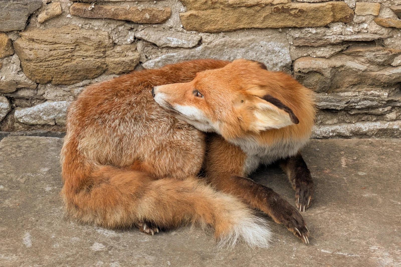 Taxidermy Fox ((Vulpes Vulpes) (1 of 6)