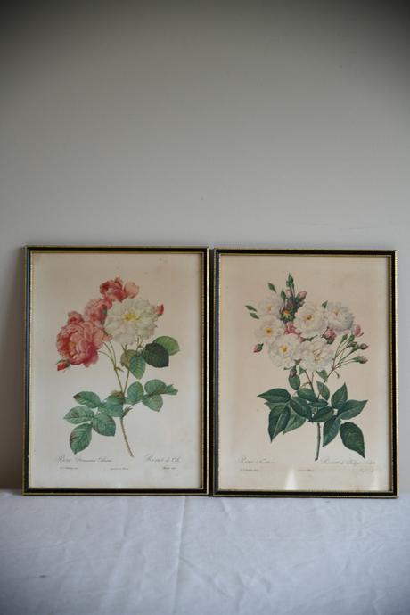 Pair of Vintage Rose Botanic Prints (1 of 12) Pair of Vintage Rose Botanic Prints (1 of 12)