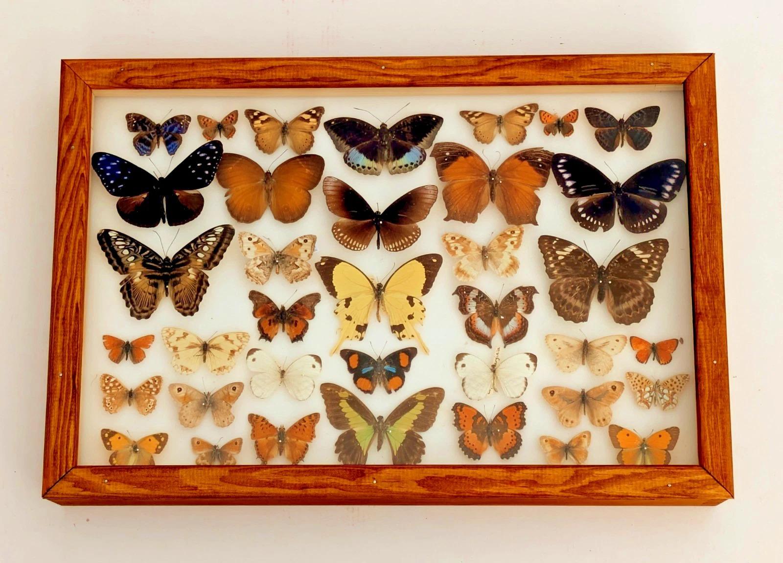 Cased Collection of Butterflies Tropical Specimens (1 of 6)