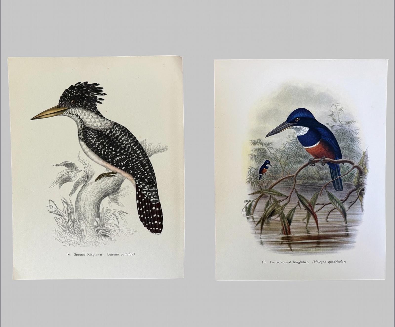 A Pair Of Tropical Bird Kingfisher Plates by John Gould 1948 (1 of 6) A Pair Of Tropical Bird Kingfisher Plates by John Gould 1948 (1 of 6)