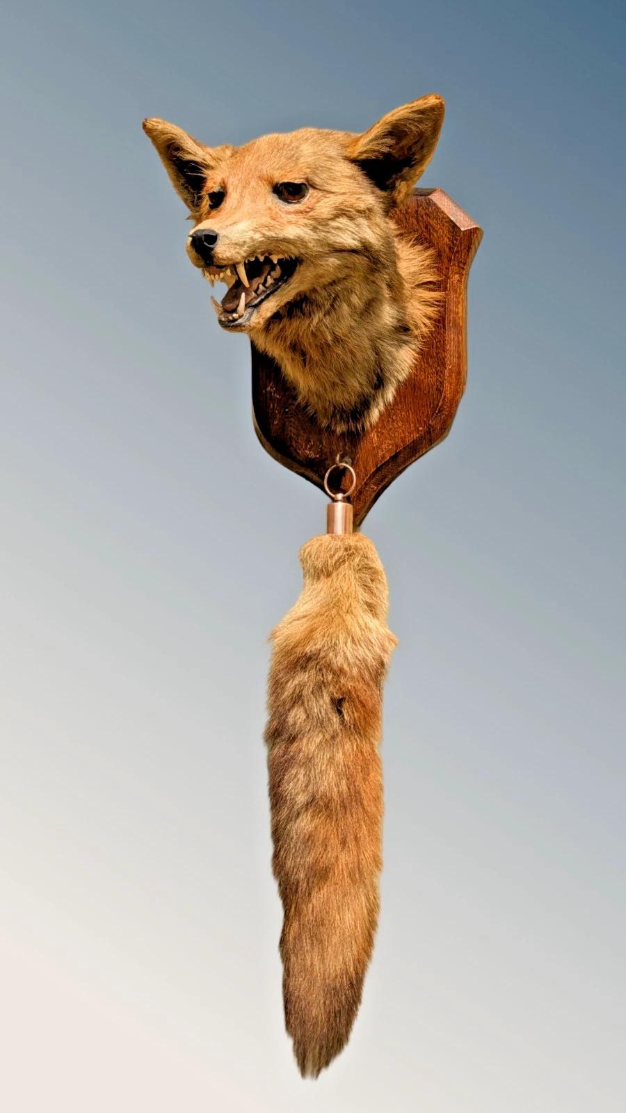 Taxidermy Fox Head & Brush Spicer (Vulpes Vulpes) (1 of 8)