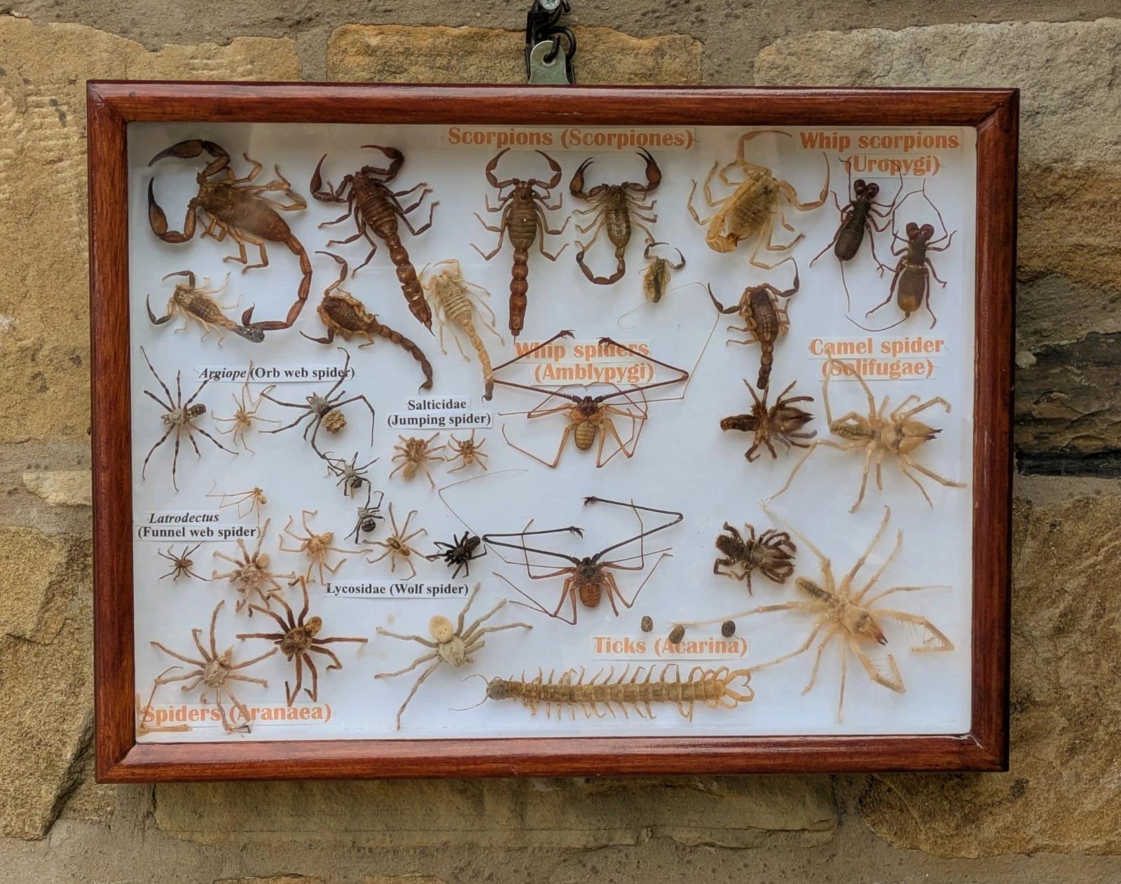 Fabulous Insect Display Cased, Camel Spiders & Scorpions (1 of 6) Fabulous Insect Display Cased, Camel Spiders & Scorpions (1 of 6)
