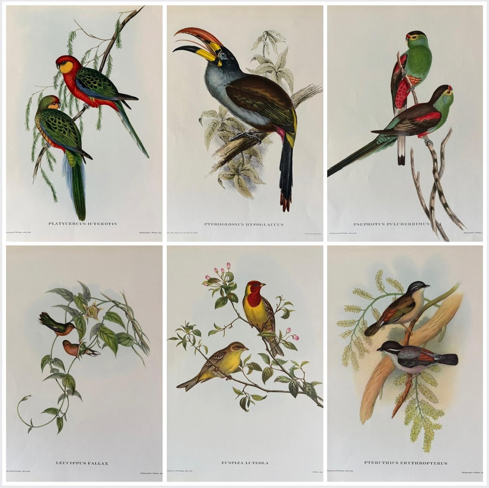Fabulous Set of Six Unframed Gould Tropical Bird Prints (D) (1 of 7)