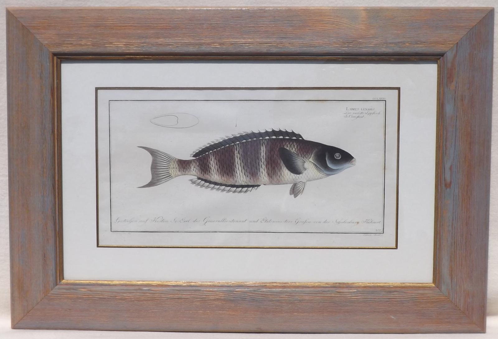 Engraving of Fish (1 of 1) Engraving of Fish (1 of 1)