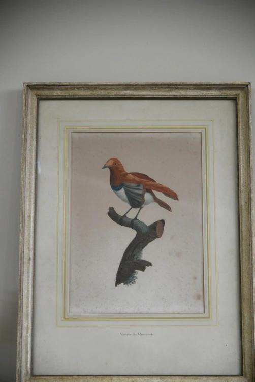 Single French Ornithological Engraving (1 of 11) Single French Ornithological Engraving (1 of 11)