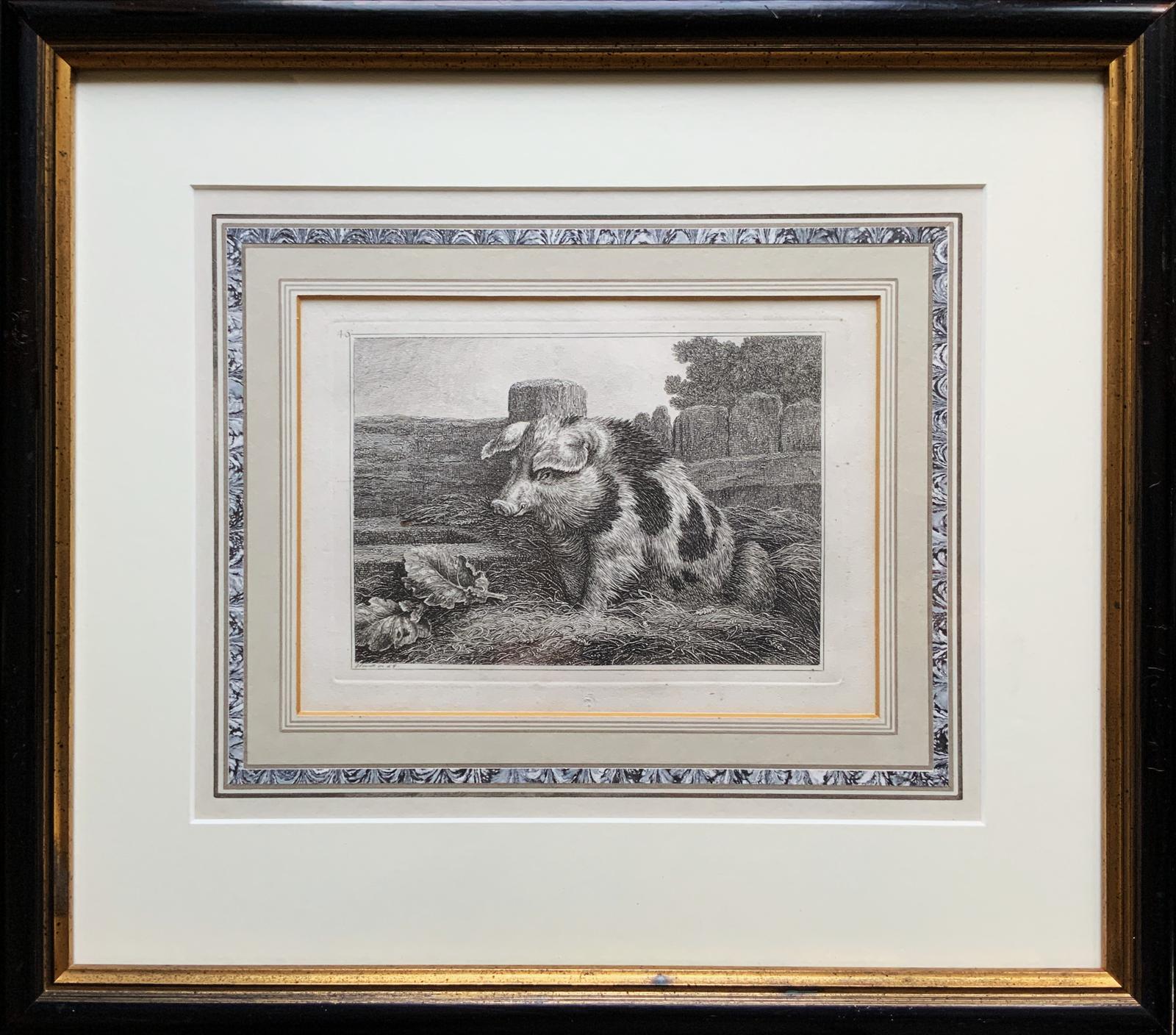 Samuel Howitt (1756–1822) Original Antique Etching – Spotted Pig No. 49 (1 of 10) Samuel Howitt (1756–1822) Original Antique Etching – Spotted Pig No. 49 (1 of 10)