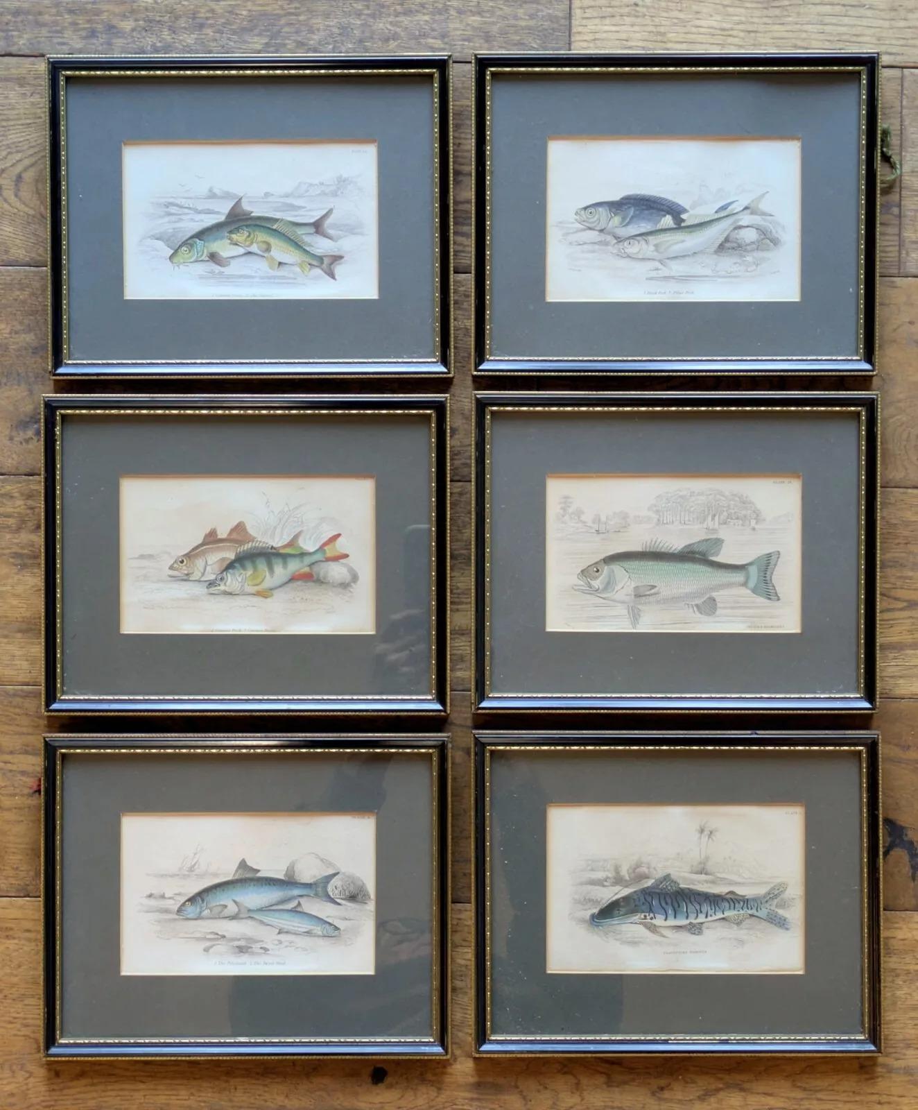 Antique Hand Coloured Engravings Fish Set of Six, W.H. Lizars (1 of 7)