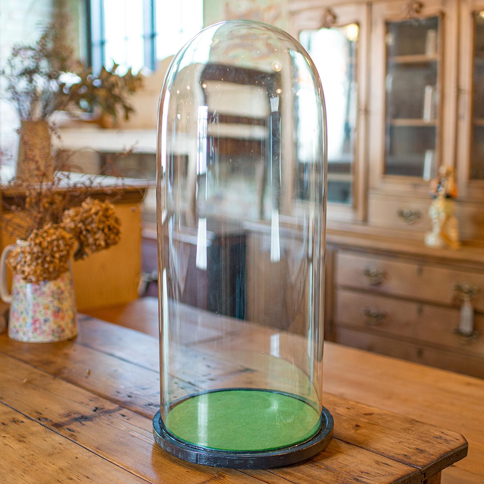 Tall Antique Taxidermy Specimen Showcase, English, Collector's Dome - Edwardian (1 of 9)