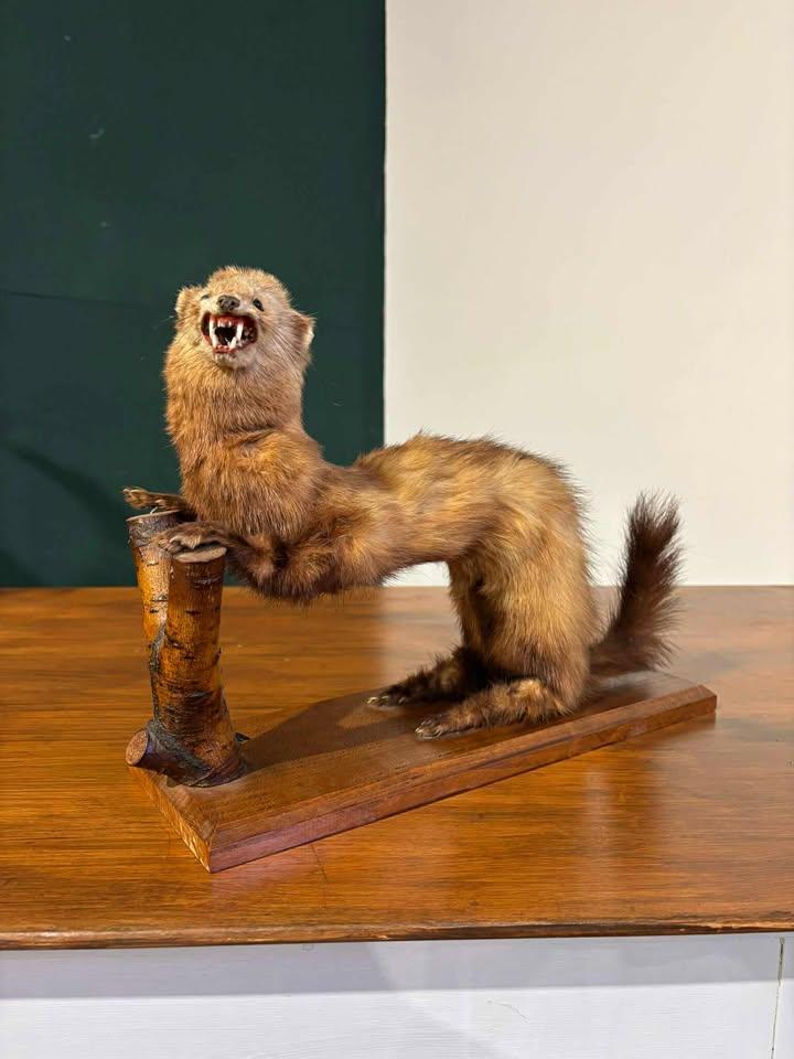 Taxidermy of A Pole Cat (1 of 17)