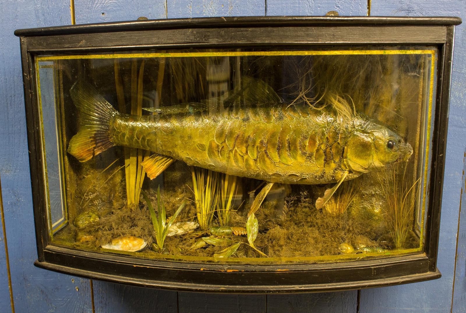 Antique Cased Carp - Taxidermy Fish Specimen Trophy - Edwardian (1 of 9)