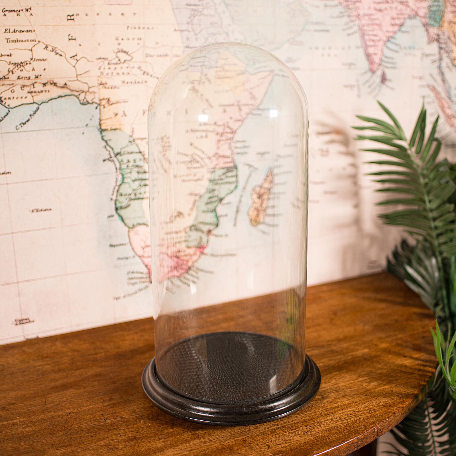 Tall Antique Taxidermy Specimen Dome, English, Glass Display Showcase - Victorian (1 of 9)