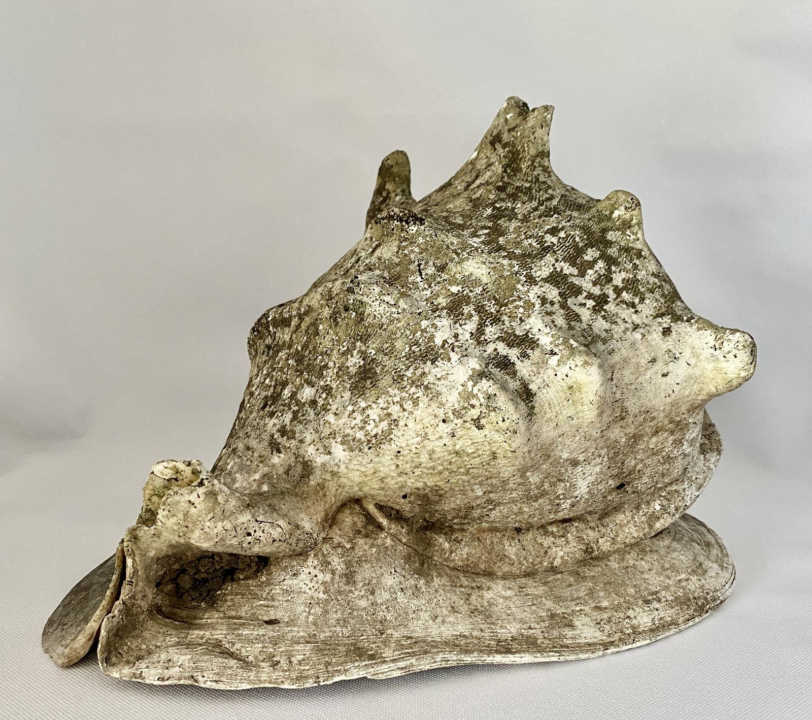 Natural Conch Shell c.1930 (1 of 8)