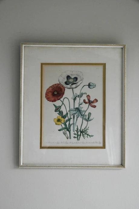 Opium Poppy Engraving (1 of 9)