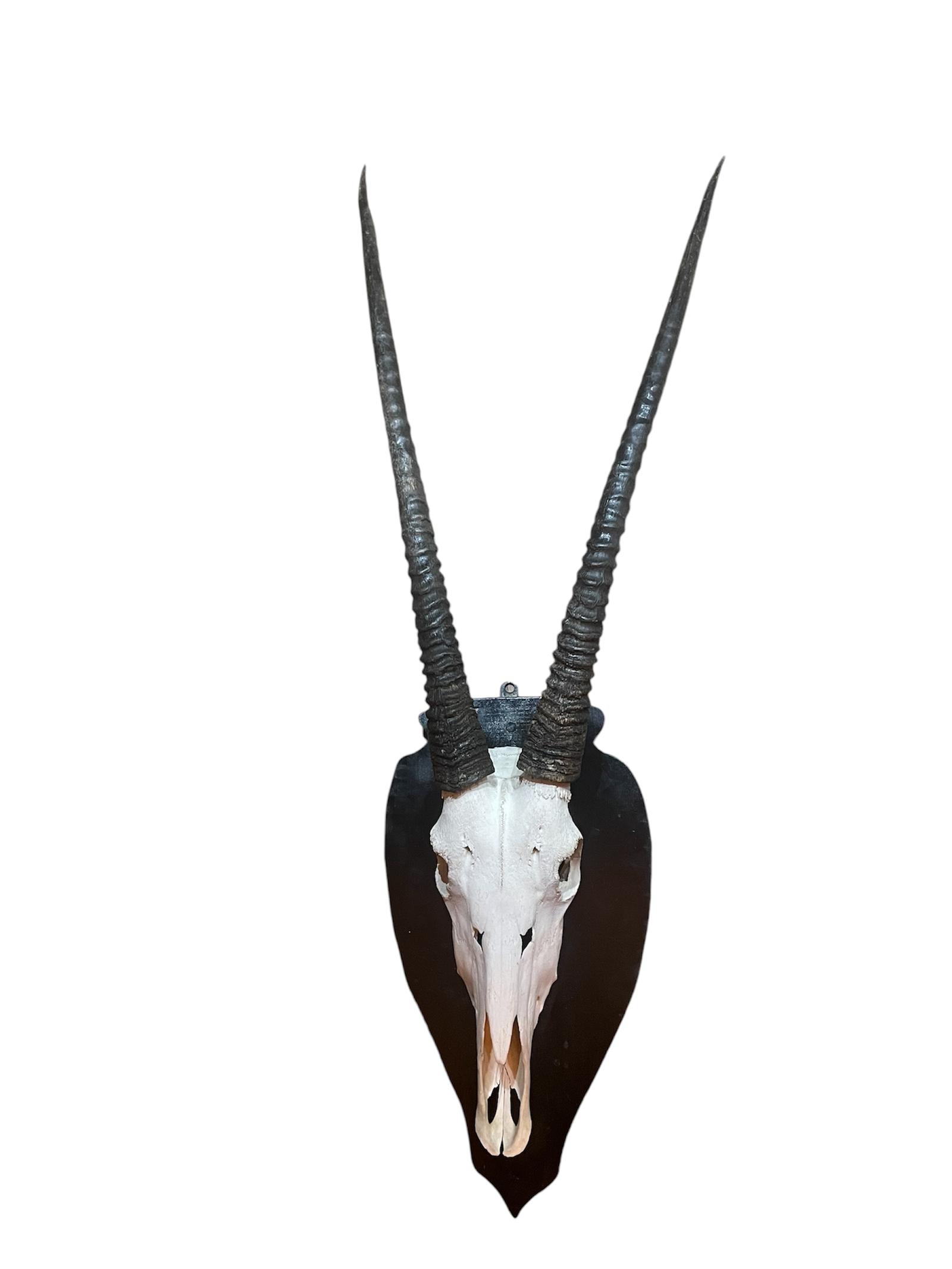 Pair of Oryx Gemsbok (oryx Gazelle) Horns (1 of 6)