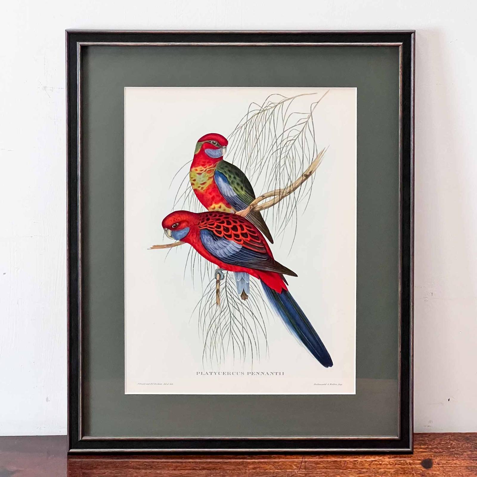 John Gould 'Platycercus Pennantii' Print (1 of 8)