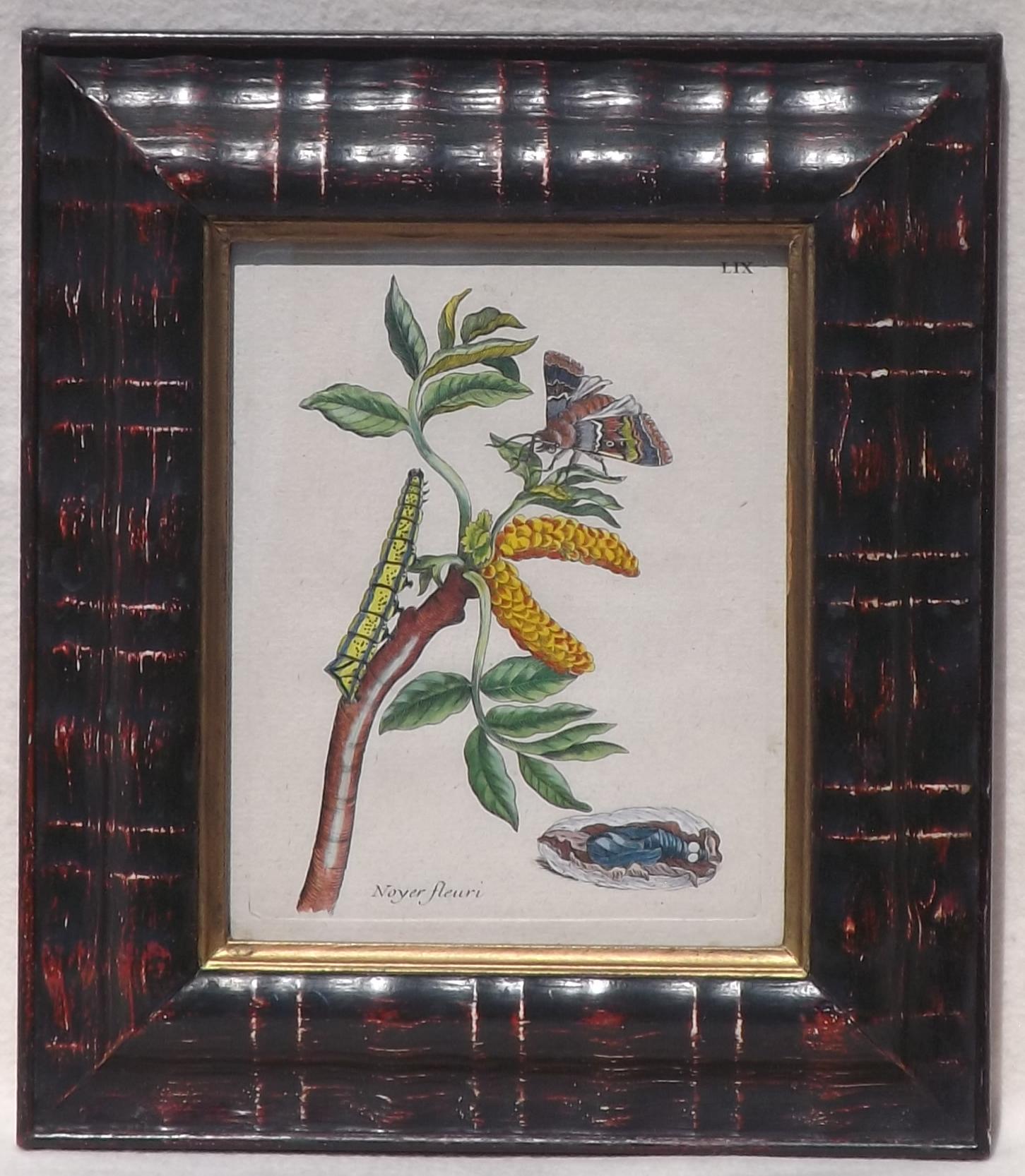 Engraving of Butterfly and Caterpillar (1 of 1) Engraving of Butterfly and Caterpillar (1 of 1)