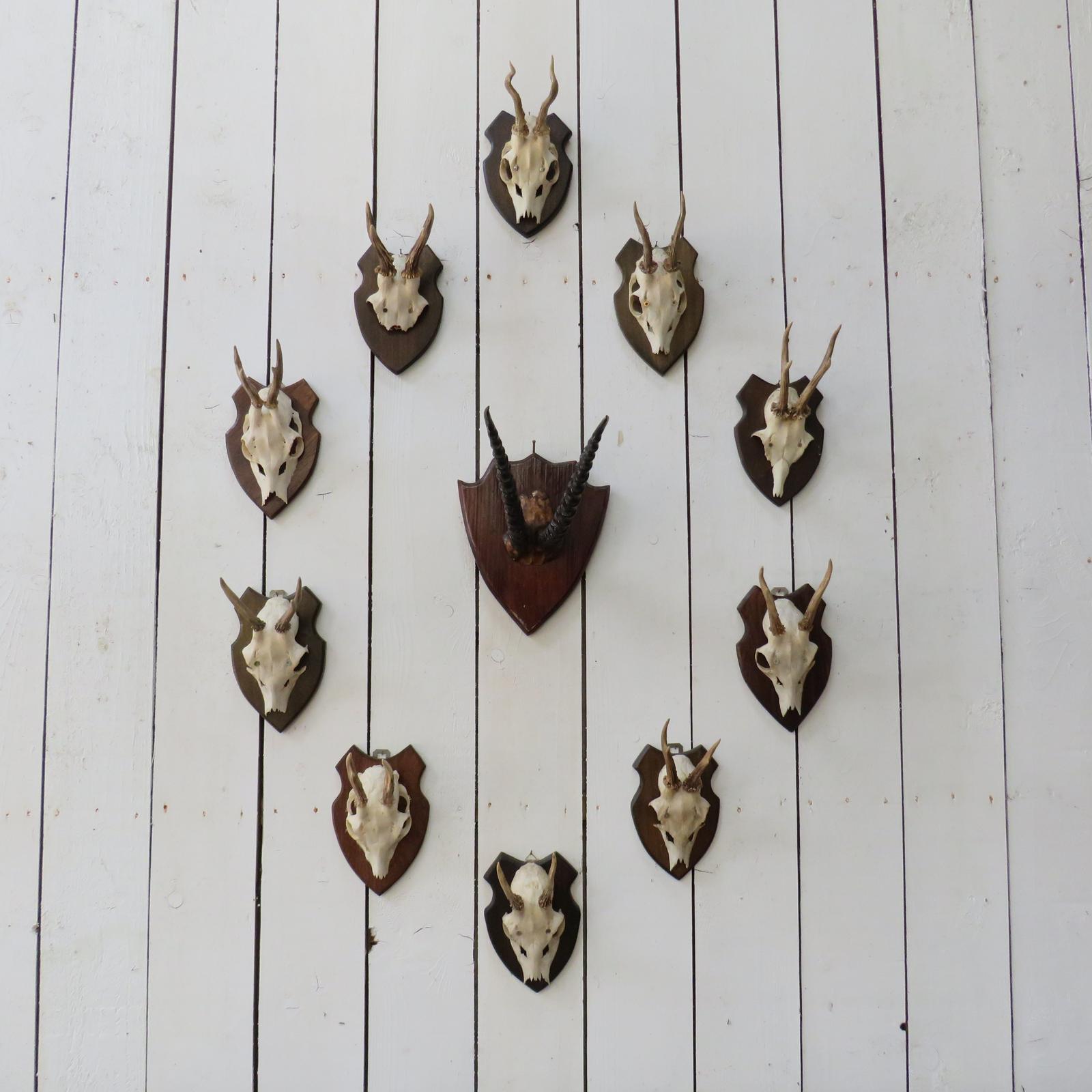 Set of Eleven Taxidermy Mounted Antlers (1 of 10)