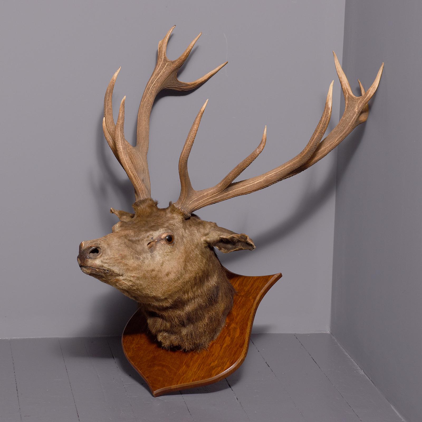 Massive Scottish Red Deer Stag Taxidermy Head with 12-point Antlers (“Royal Antlers”) Mounted on an Oak Heraldic Shield (1 of 5)