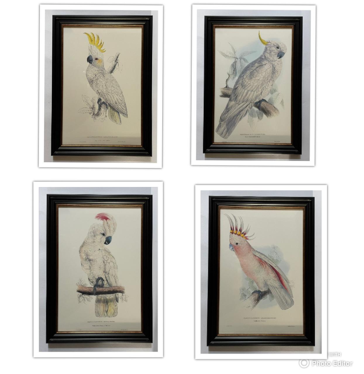 Edward Lear - Superb Set of Four Hand Coloured Lithographs of Parrots (e) (1 of 5) Edward Lear - Superb Set of Four Hand Coloured Lithographs of Parrots (e) (1 of 5)