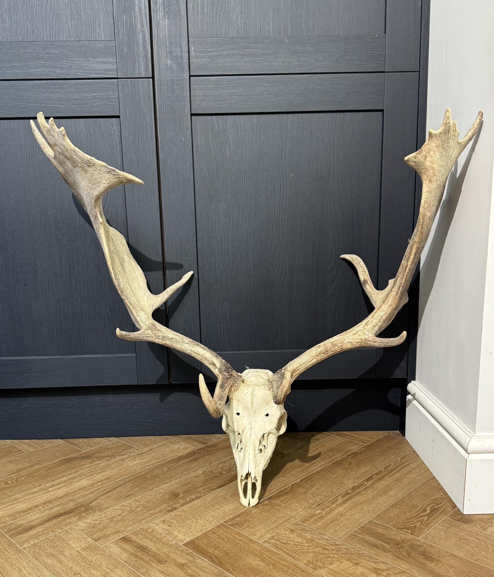 Fallow Deer Antlers (1 of 6)