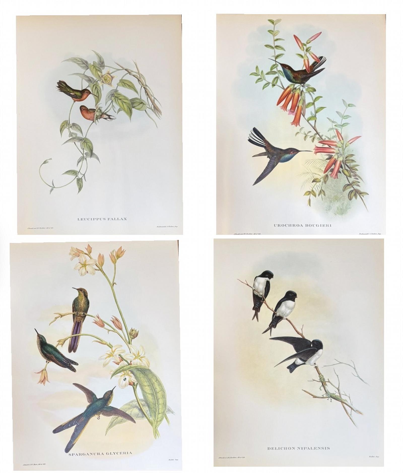Fabulous Set of Four Good Sized Unframed Gould Tropical Bird Prints (5) (1 of 6) Fabulous Set of Four Good Sized Unframed Gould Tropical Bird Prints (5) (1 of 6)
