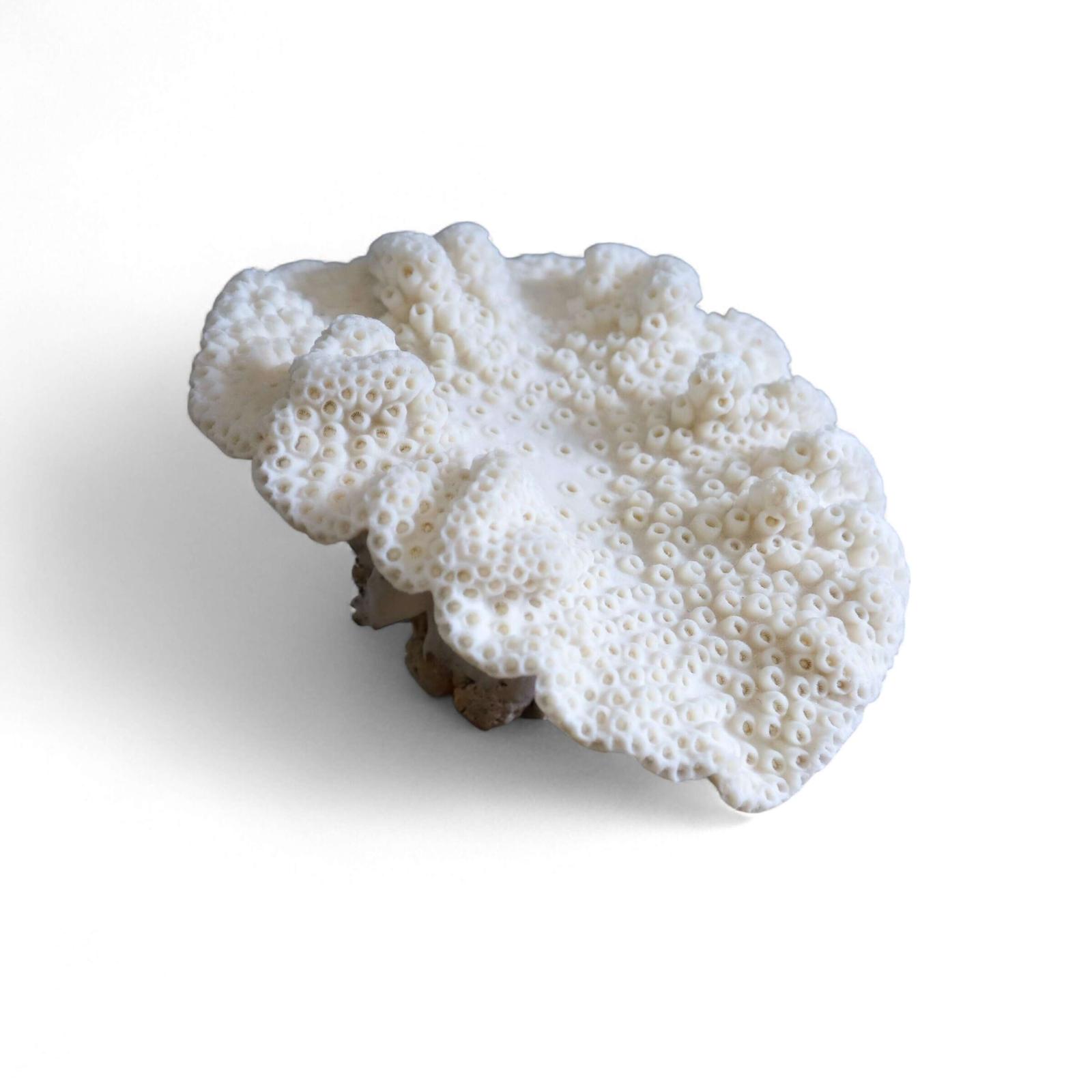 Decorative Antique White Coral (1 of 7)