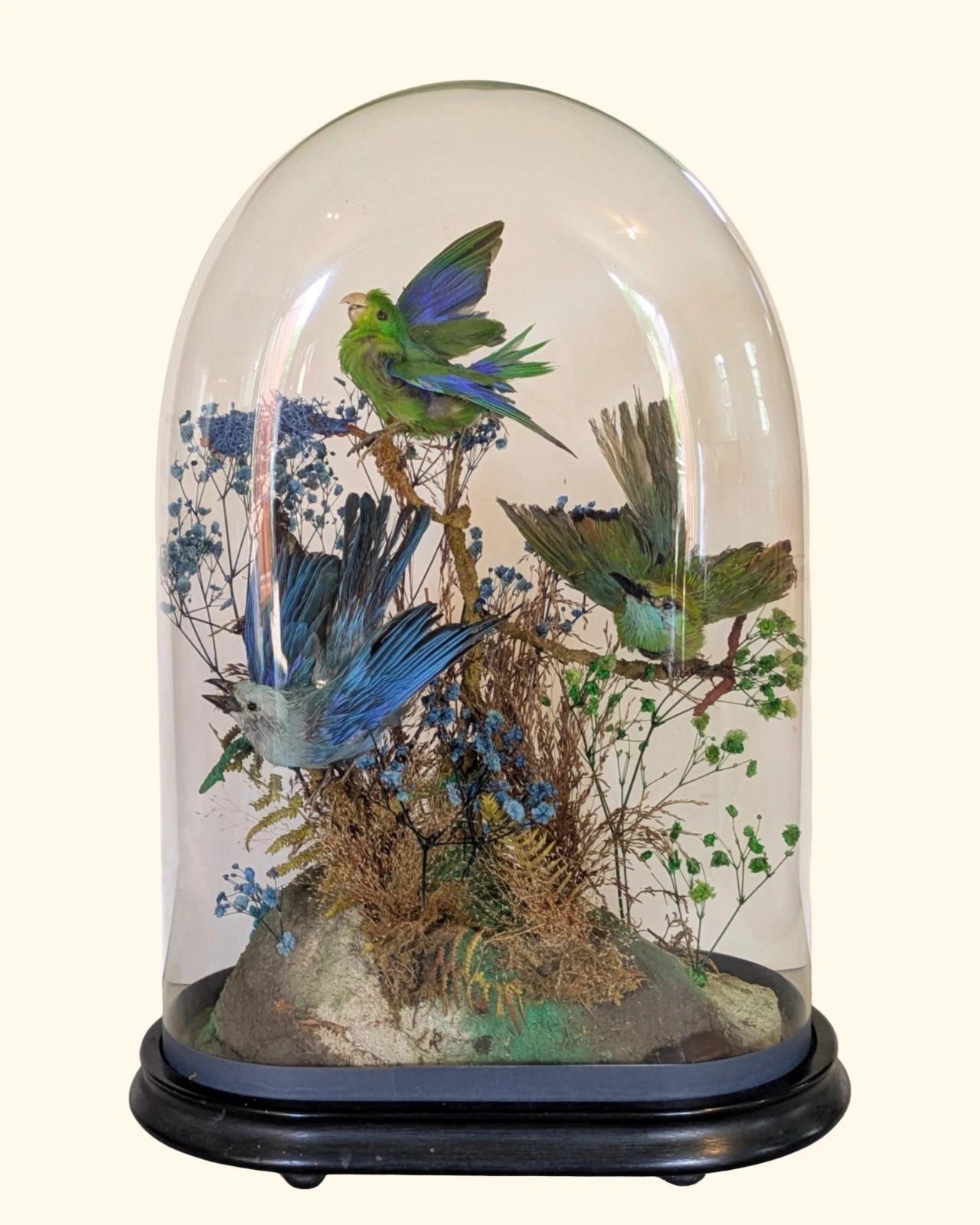 Taxidermy Dome Victorian Tropical Bird Diorama Meropidae (Bee Eater) (1 of 7) Taxidermy Dome Victorian Tropical Bird Diorama Meropidae (Bee Eater) (1 of 7)