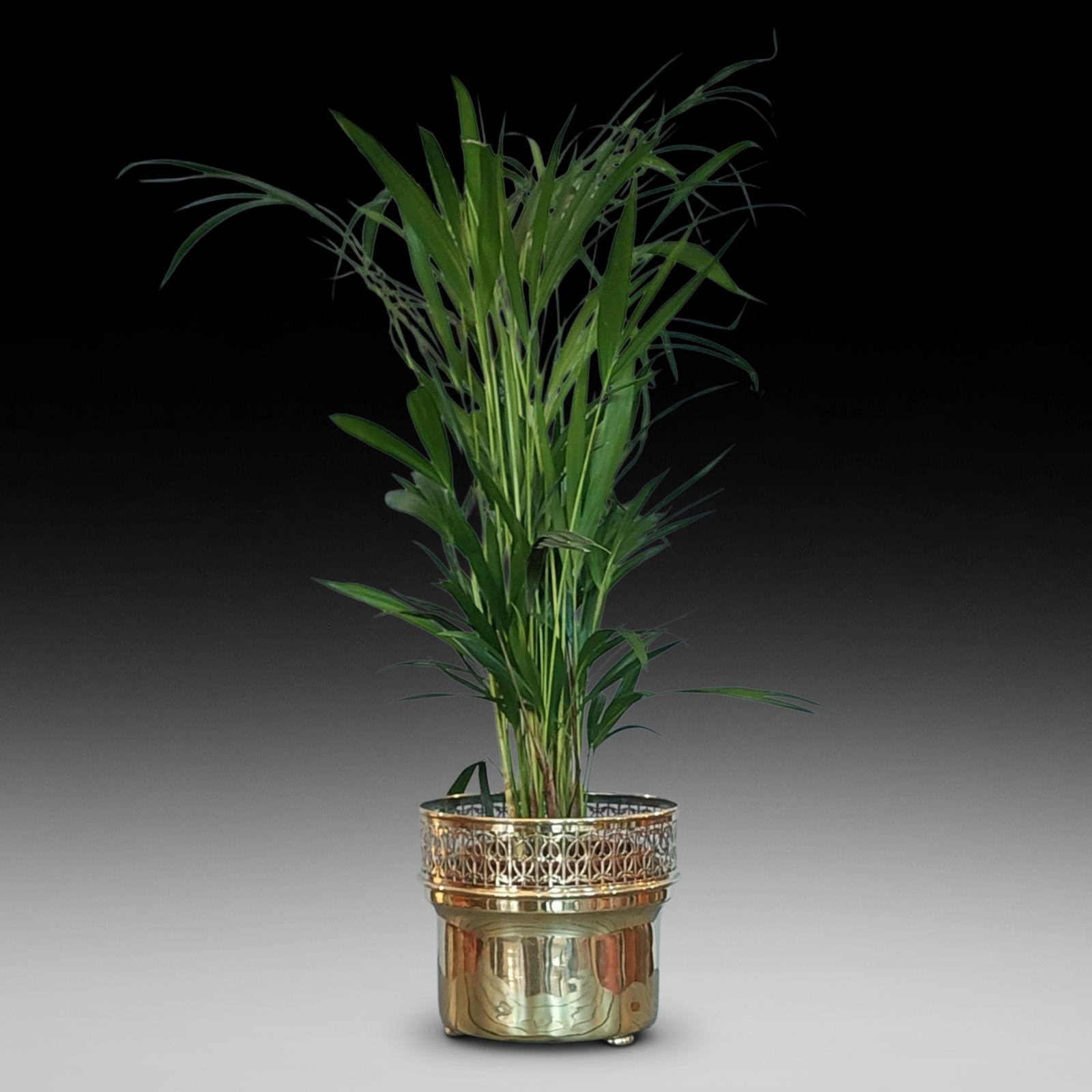 19thc Pierced Brass Cylindrical Planter (1 of 7) 19thc Pierced Brass Cylindrical Planter (1 of 7)