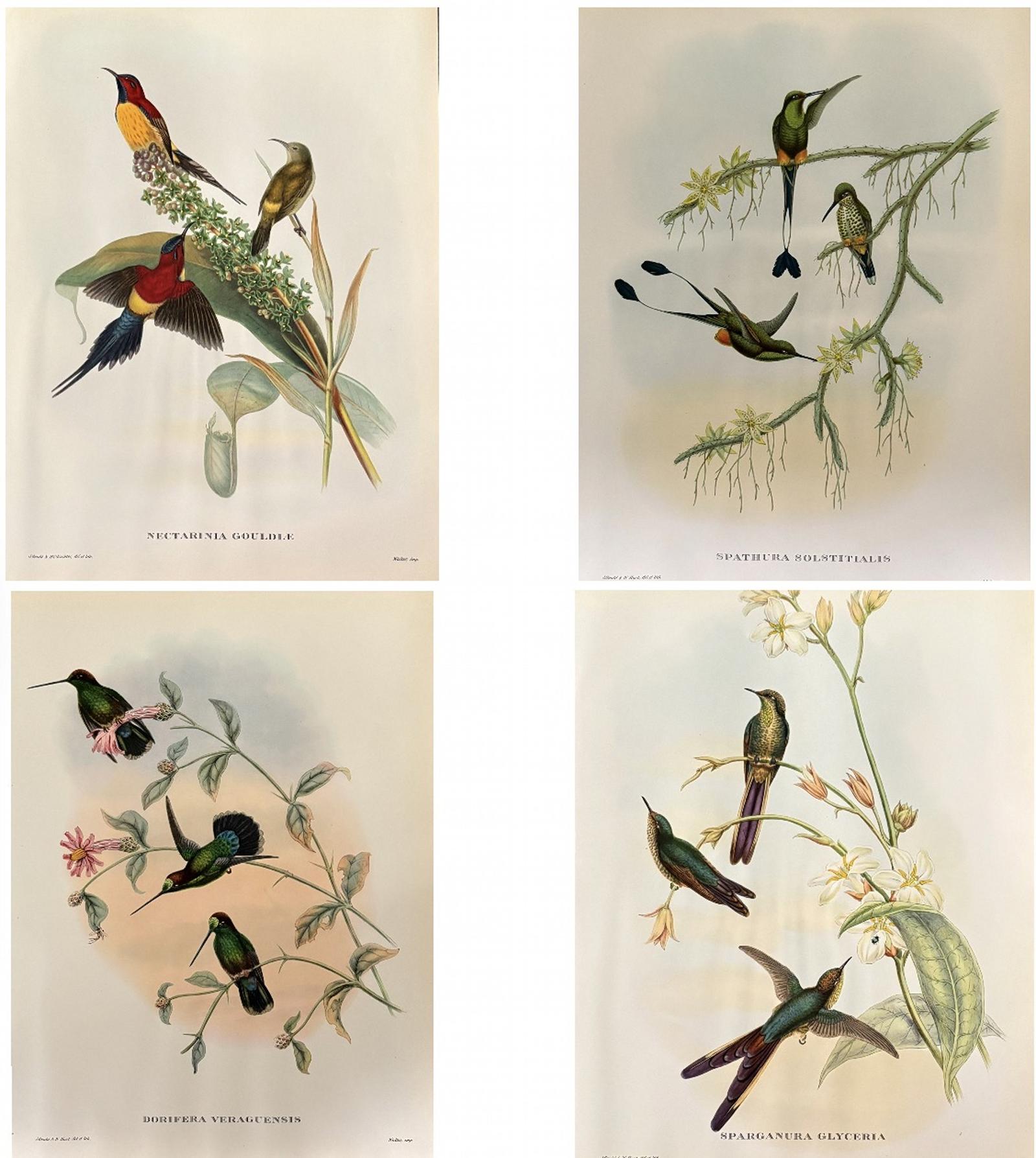 A Fabulous Set of Four Good Sized Unframed Gould Tropical Bird Prints (2) (1 of 6) A Fabulous Set of Four Good Sized Unframed Gould Tropical Bird Prints (2) (1 of 6)