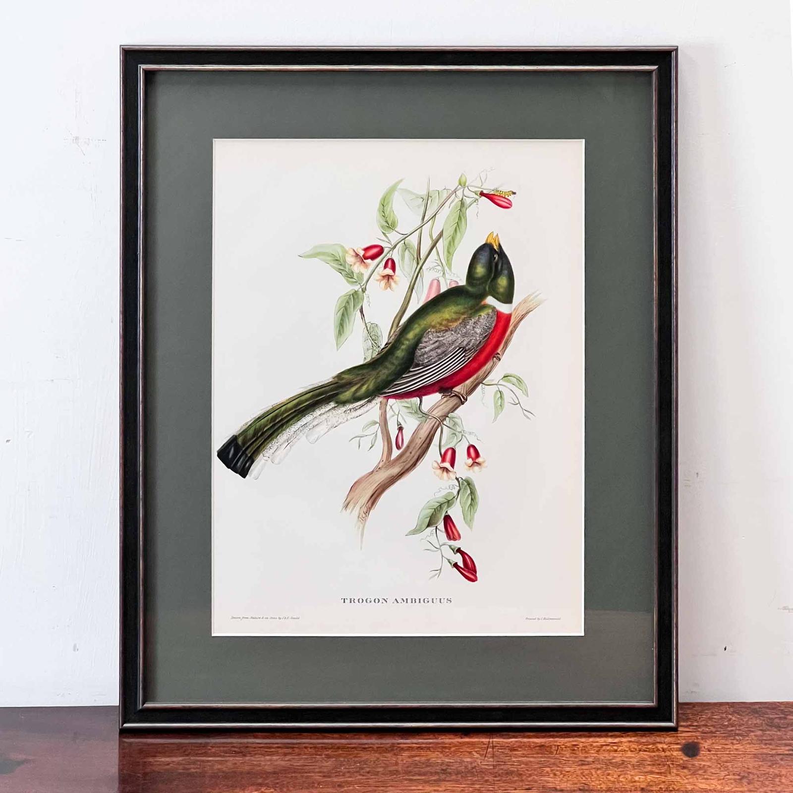 John Gould 'Trogon Ambiguus' Vintage Ornithological Print (1 of 8) John Gould 'Trogon Ambiguus' Vintage Ornithological Print (1 of 8)