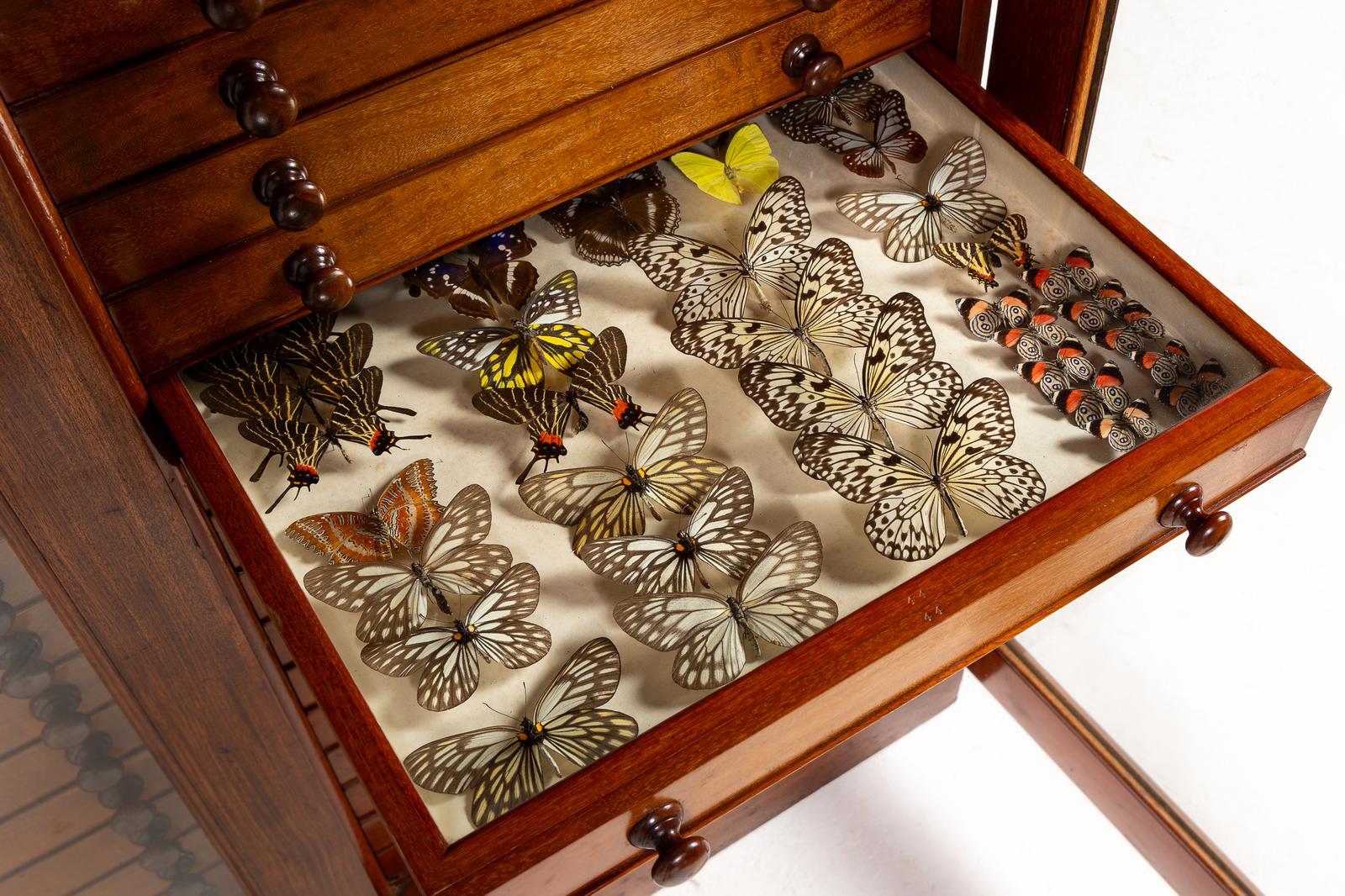 19th Century Butterfly Collection (1 of 15)