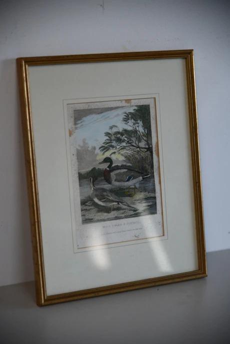 Wild Drake & Pintail Engraving (1 of 10)