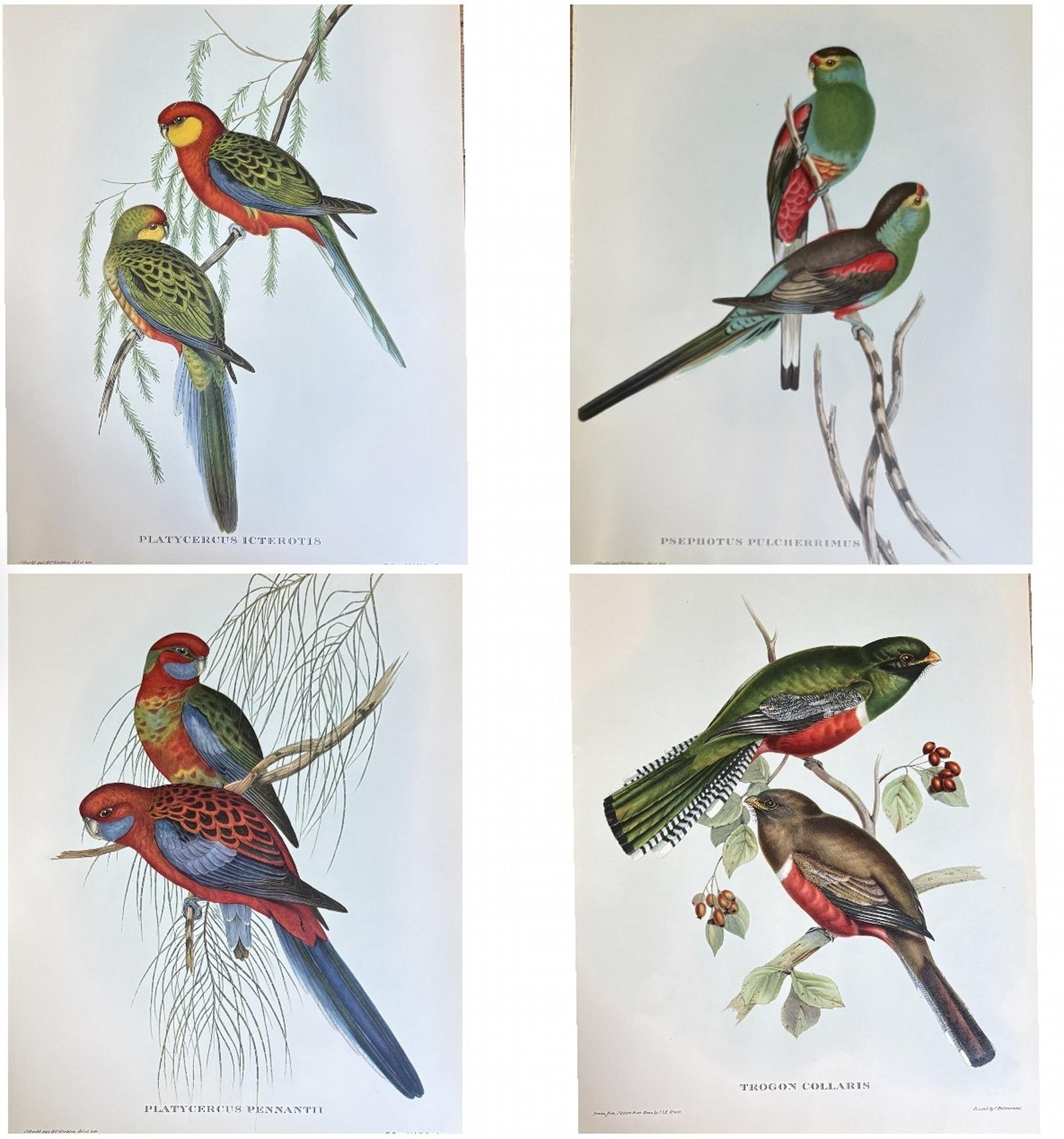 A Fabulous Set of Four Good Sized Unframed Gould Tropical Bird Prints (1) (1 of 6) A Fabulous Set of Four Good Sized Unframed Gould Tropical Bird Prints (1) (1 of 6)