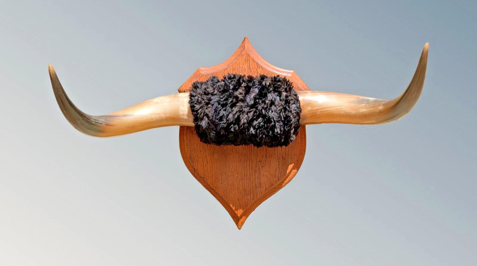 Set of Steer Horns (Bos Taurus) on Oak Sheild (1 of 6) Set of Steer Horns (Bos Taurus) on Oak Sheild (1 of 6)