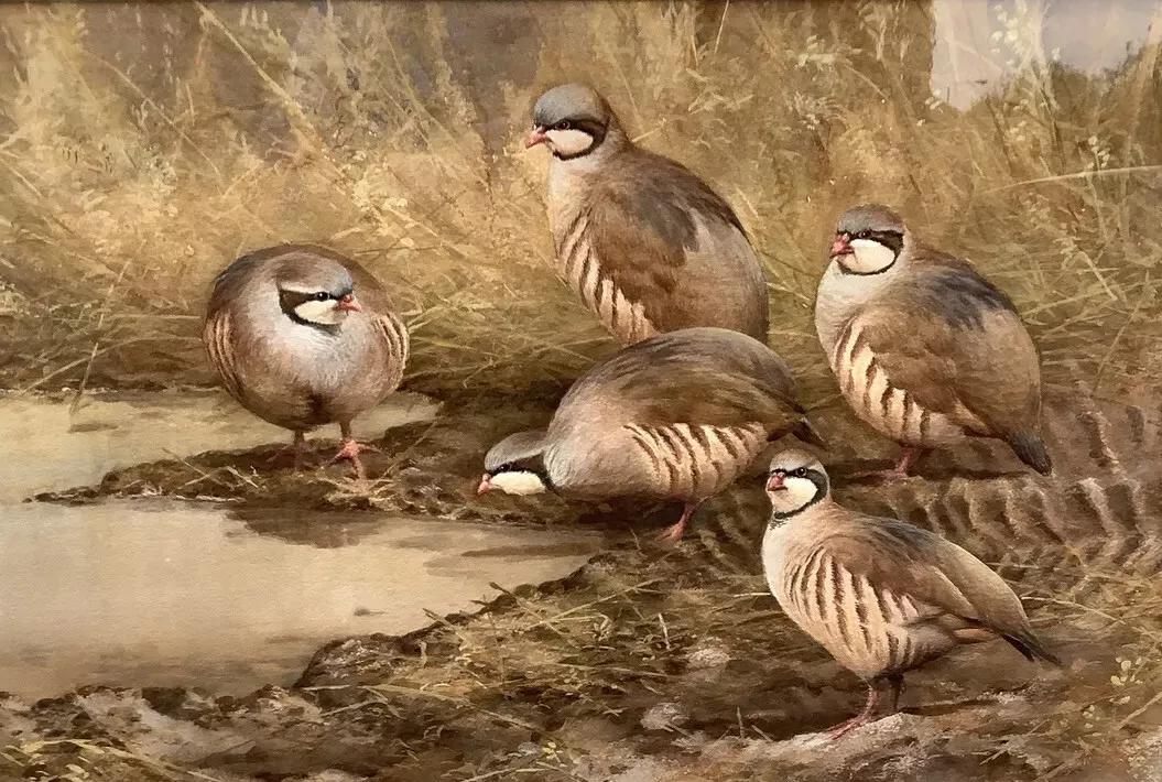 Neil Cox - Fine Quality Original Watercolour - Covey of Partridge (1 of 8)