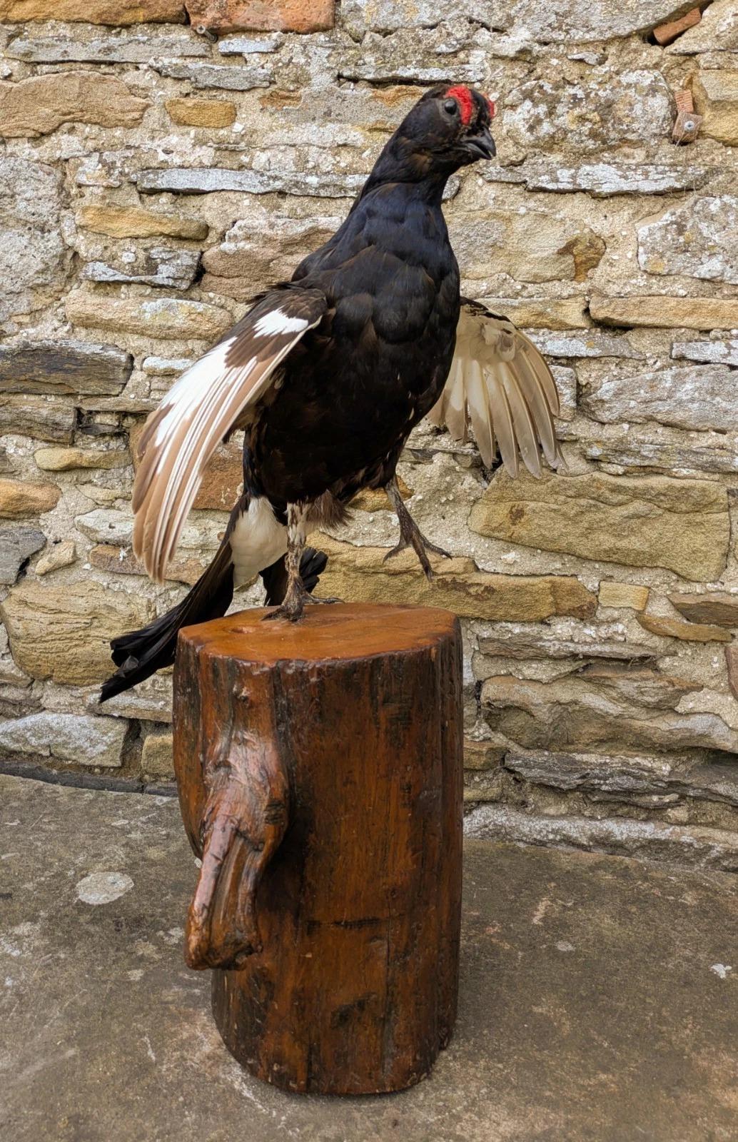 Black Grouse Taxidermy (Lyrurus Tetrix) (1 of 7)