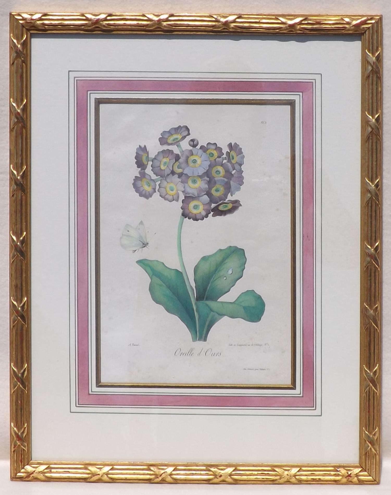 Lithograph of Auricula (1 of 1) Lithograph of Auricula (1 of 1)