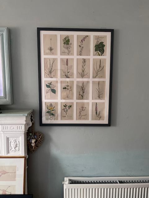 James Sowerby Lovely Collection of 16 Botanicals (1 of 4) James Sowerby Lovely Collection of 16 Botanicals (1 of 4)