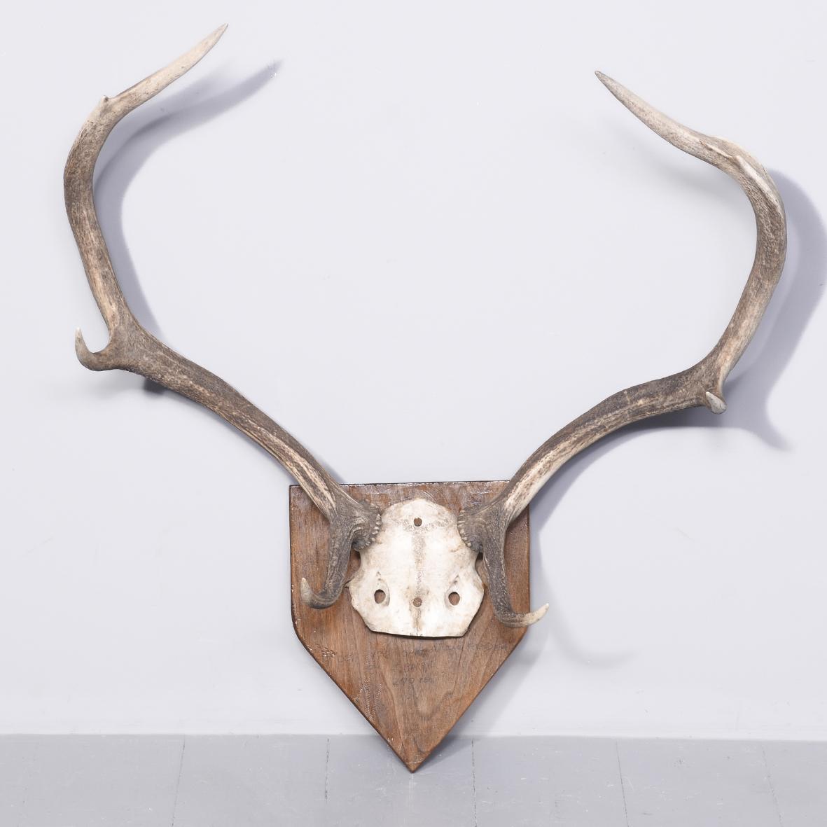 Set of 6 Point Mounted Red Deer Antlers with on a Heraldic Oak Shield (1 of 4) Set of 6 Point Mounted Red Deer Antlers with on a Heraldic Oak Shield (1 of 4)