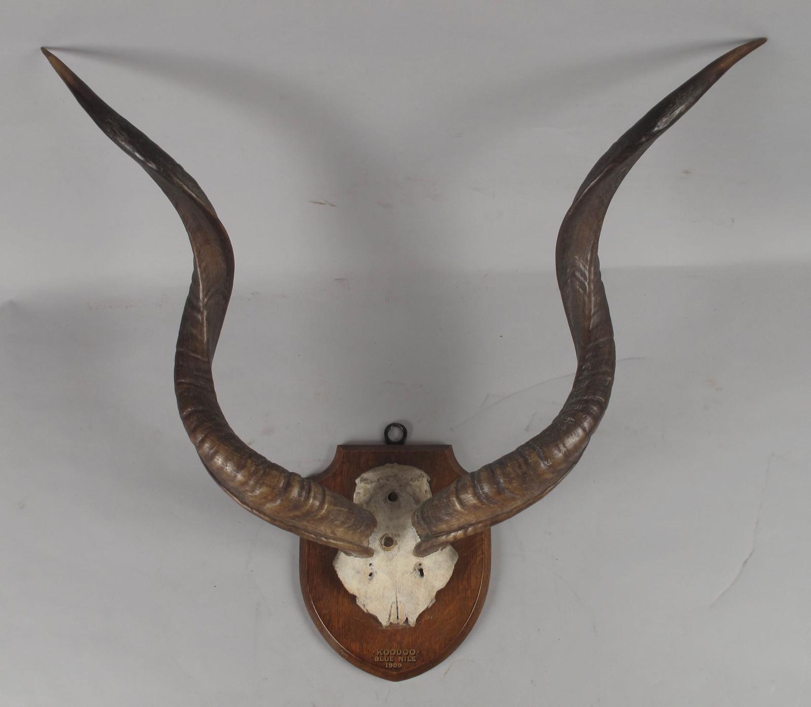 Taxidermy Koodoo (1 of 5) Taxidermy Koodoo (1 of 5)