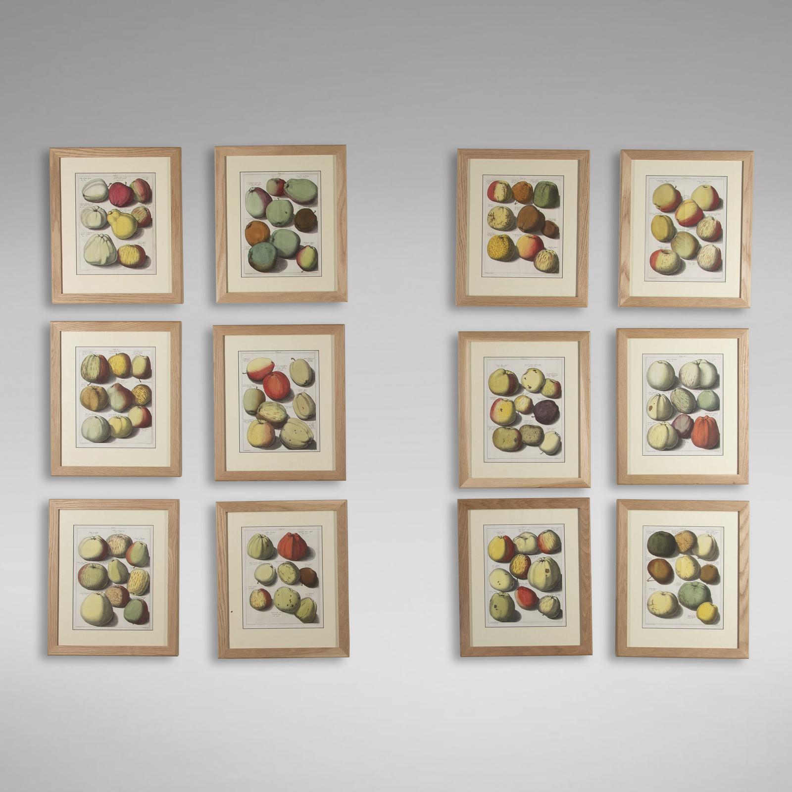 Set of 12 Apple Engravings by Johann Knoop (1 of 4) Set of 12 Apple Engravings by Johann Knoop (1 of 4)