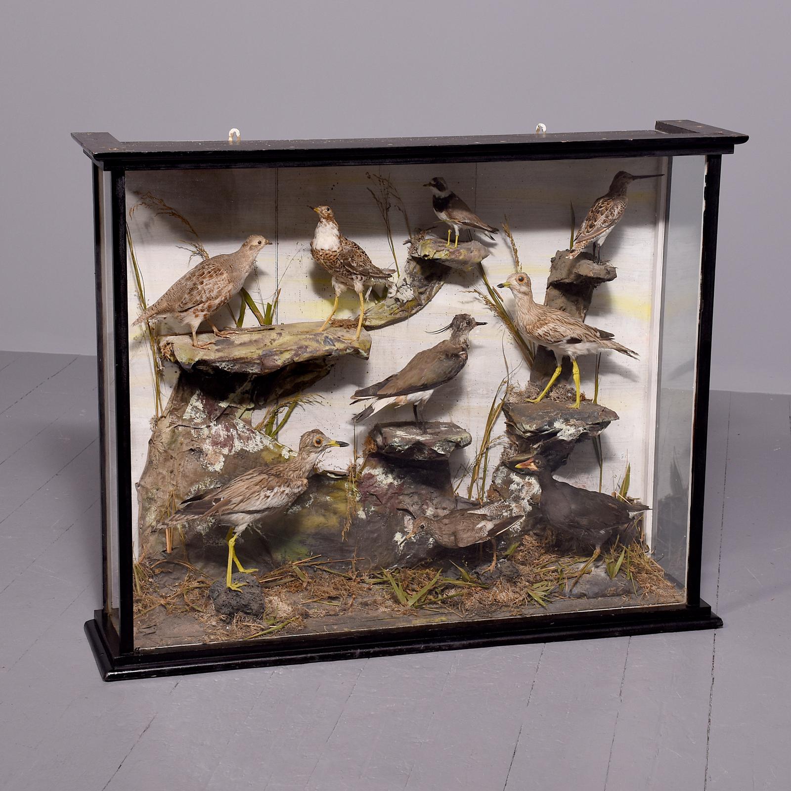 Large Victorian 9 Woodland Birds’ Taxidermy in an Ebonized Wooden Case (1 of 6)