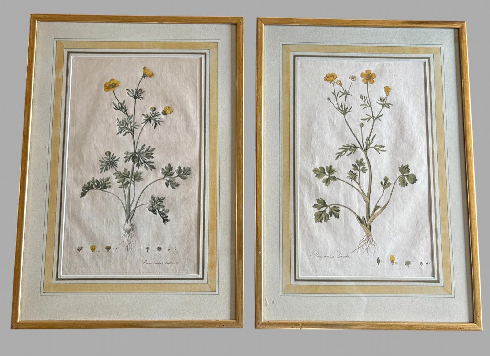 Pair of 19th Century Hand-coloured Botanical Engravings - Ranunculus - Framed (1 of 5) Pair of 19th Century Hand-coloured Botanical Engravings - Ranunculus - Framed (1 of 5)