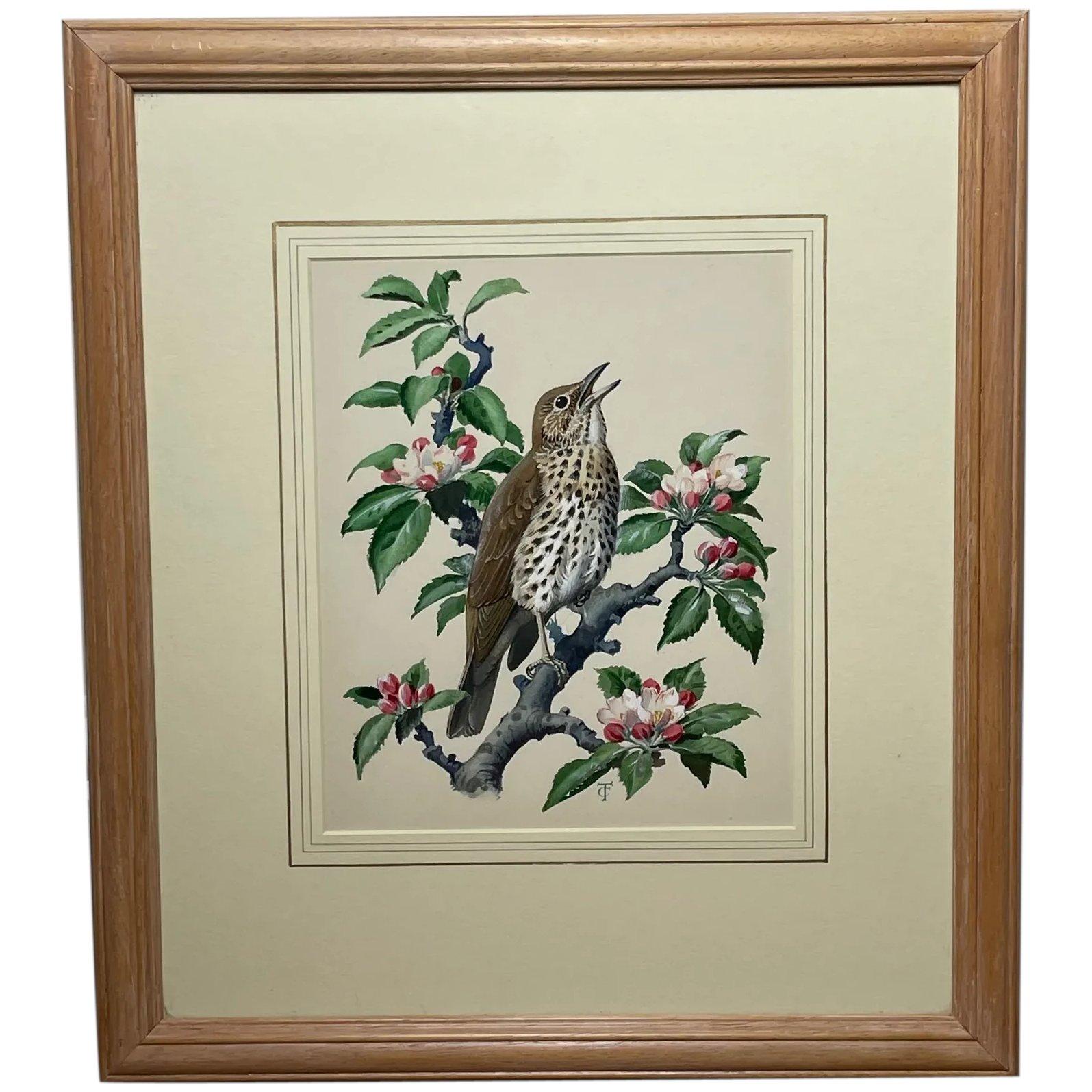 Watercolour Chirping Song Thrush Bird By Charles Frederick Tunnicliffe OBE RA (1 of 39)